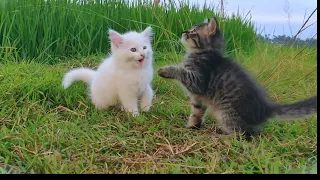 👍👍👍BEAUTIFUL KITTEN - STACY BEST CAT - PLAY WITH KITTEN - BILLI KARTI MEOW - Animal Funny- VS 067