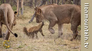 🍯🦡 Fearless Honey Badger takes on 6 Lions 🦁🦁 | Caught in the Act