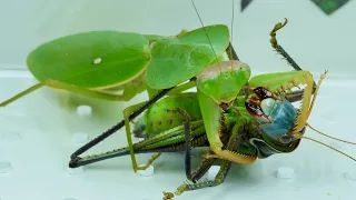 Round shield Mantis VS katydid,Mantis VS grasshopper 螳螂大战蝈蝈