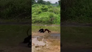 Epic Battle Between Lion and a Roan Antelope #lion #shortsvideo