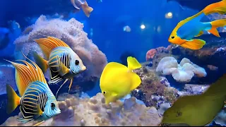 Sea Life interesting fish underwater view Beautiful deep sea sound