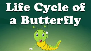 Life Cycle of a Butterfly   #aumsum #kids #education #lifecycle #butterfly