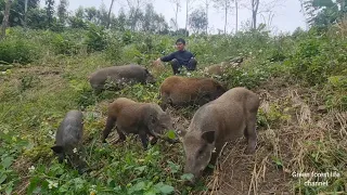 Grazing wild boar and picking vegetables in the mountains, Survival Instinct, Wilderness Alone