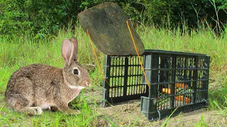 Simple Rabbit Trap - Technique Build Easy Rabbit Trap Using Plastic Basket