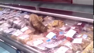 Кошка ест морепродукты Владивостока