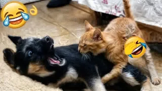 Guilty Dog and cat is so funny😪🐶Try Not to Laugh😻2024#27