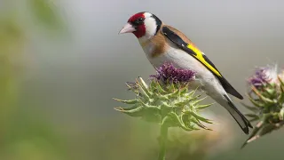 The Enchanting Song of the European Goldfinch - GOLDFINCH SINGING