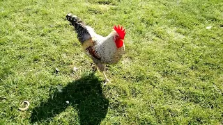 Odysseus, Cream Legbar cockerel