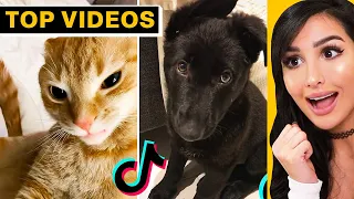 Cute Animals on TikTok That Will Make You Laugh | SSSniperWolf