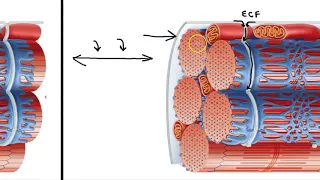 Sarcoplasmic Reticulum and T Tubules