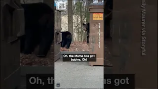 Family of Bears Caught on Video Taking Turns Popping Out of Dumpster