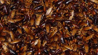 Clean the house where 10,000 or more cockroaches live