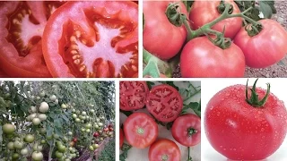 Раннеспелые розовоплодные томаты от бренда Sakata