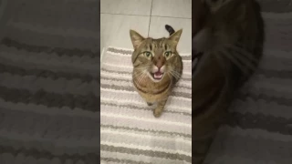 SHOCKING CAT SCARED BY FART!!!