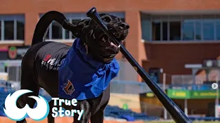 A New Baseball Star Is Born | Ripken The Bat Dog