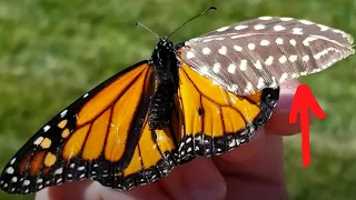 Kind Woman repairs butterfly’s broken wing with a feather so he can fly