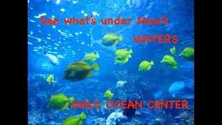 Maui Ocean Center, see what lives in Hawaii's waters without getting wet!