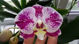 Цветение моих орхидей -июнь 2018 год.Расцвел еще один сюрприз!