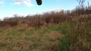 Ohio pheasant hunt