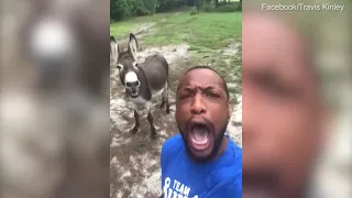 Video: Donkey sings along to rendition of The Lion King's 'Circle of Life'