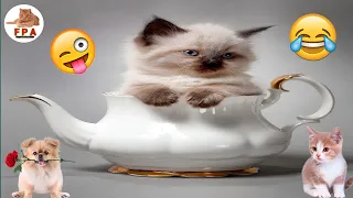 The funniest animals / Fun with cats and dogs 2022 / LA #04 | Funny Pets Animals 2023