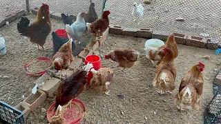 Haz un emprendimiento con gallinas reproductoras de pollitos