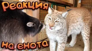 THE RACCOON IS PETTING A LYNX