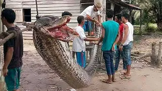 Шокирующие Случаи Когда Змеи пробрались в Дом