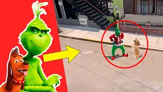 5 GRINCH Reales Que Fueron Captados en Cámara En La Vida Real