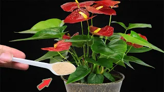 I Sprinkle 1 Spoon! Suddenly Anthurium Blooms Out Of Control