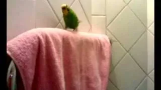 Gavrusha bird part 1.mp4