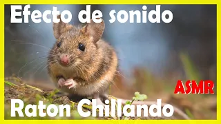 SONIDO DE RATÓN (CHILLANDO) | Efecto de sonido |