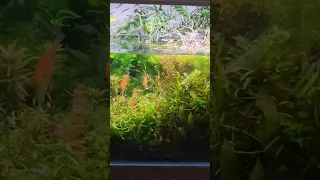 Increasing The Micro Biome in Your Aquarium. Creating A Sustainable Food Web in Your Fish Tank!