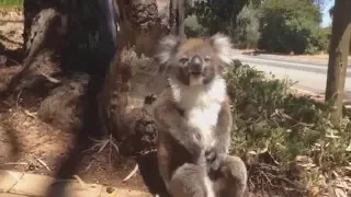 LOUD Koala Gets Evicted From Tree and Throws Screaming and Crying - [Funny Animals 01]