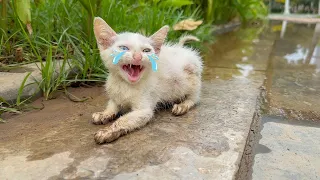 Rescuing kittens with diarrhea and crying because they were abandoned in the landfill..!