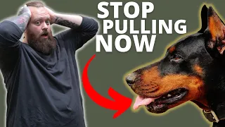 HOW TO STOP DOBERMAN FROM PULLING