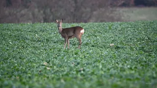 Surprize dimineata pe camp - Doua caprioare in Natura!