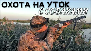 Охота на уток с собаками | 3 собаки и отличная вечерняя зорька