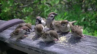 手摺の餌場に集まって来る子雀達、他  20240526 12（天満宮）