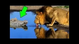 The strange lion devours the crocodile in just a few seconds