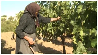 Bütün  yaşamasını  verdi  Аna topraanda  çalişmasına