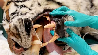 Tiger får lavet rodbehandling af tandlægen
