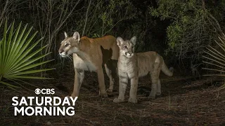 Florida panther on the brink of extinction makes a comeback