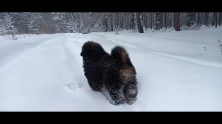 Тибетский Мастиф и утро в лесу