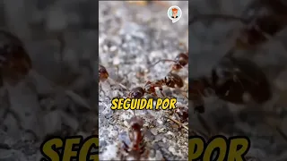 Como Se Reproducen Las Hormigas #curiosidades