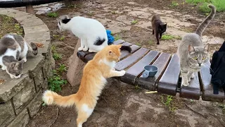 Incredibly beautiful Kittens living in the park. They were very hungry, I gave them food. 😍