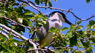 La naturaleza, es lo que hay  Es lo que queda. En 4K