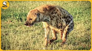 15 Fighting and Attacking Moments of Wild Dogs vs Hyenas | Animal Fight