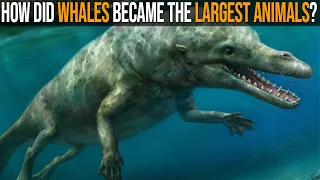 Evolution of Whales: How They Became The Largest Animals Ever?