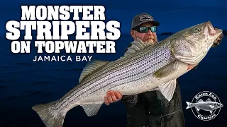 Monster Stripers on Topwater - Jamaica Bay - May 9, 2024 - Spring Striped Bass Fishing